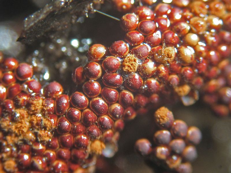 Metatrichia vesparium?